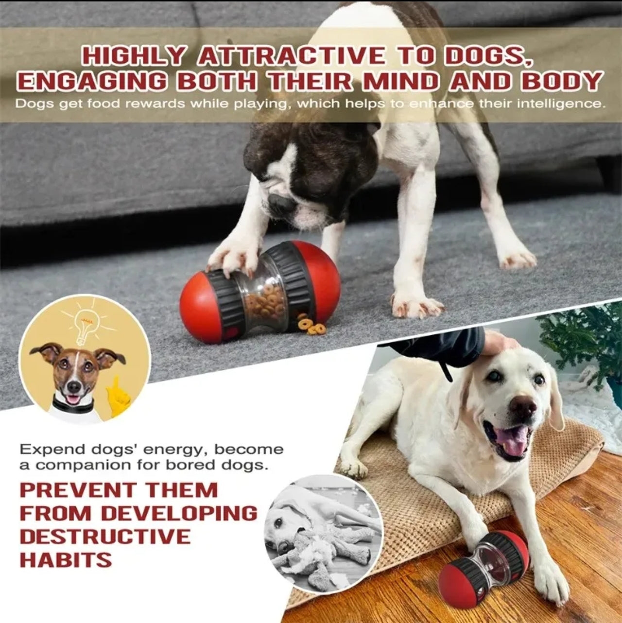 Dog feeder